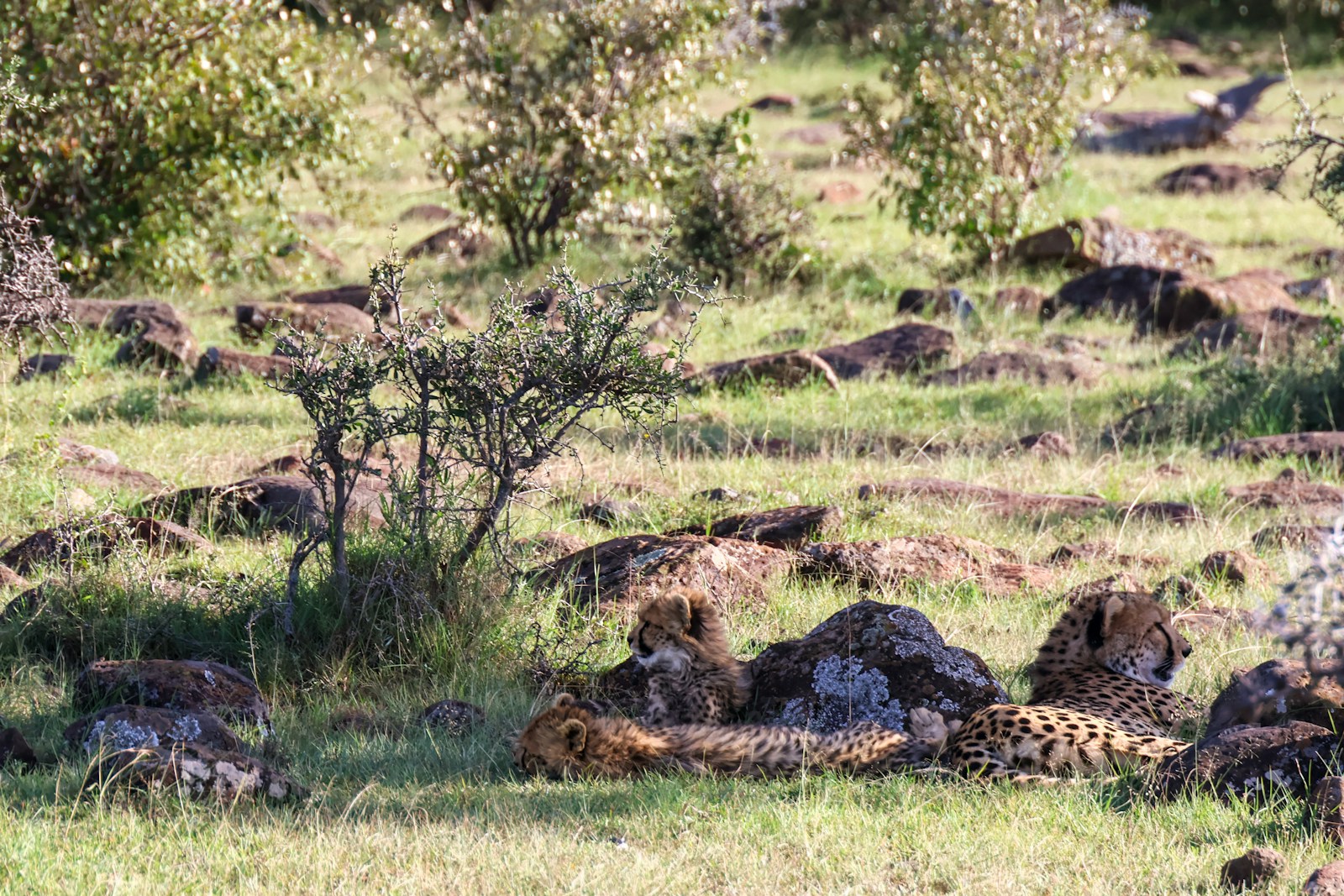 Kenya - guepards