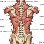 muscles du dos