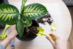 Photographie en plan moyen d'une personne portant un tablier, en train d'arroser et d'inspecter une plante Calathea aux feuilles zébrées. Une main vérifie les feuilles tandis qu'un arrosoir vert clair verse de l'eau. Un indicateur de niveau d'eau est visible dans le pot gris, rappelant les techniques pour le Pilea entretien et bouturage qui nécessitent aussi un suivi de l'humidité.
